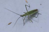 Megaloceroea recticornis