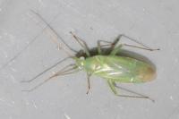 Blepharidopterus diaphanus