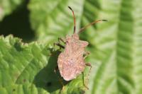 Coreus marginatus