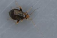 Halticus luteicollis