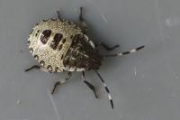 Rhaphigaster nebulosa