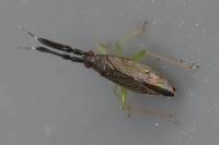 Heterotoma planicornis