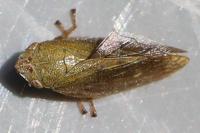 Aphrophora