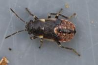 Heterogaster urticae