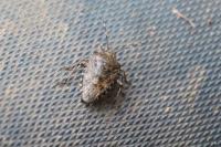 Rhaphigaster nebulosa