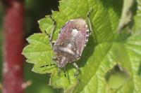 Dolycoris baccarum