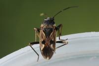 Rhyparochromus vulgaris