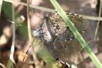 Rhaphigaster nebulosa