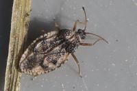 Dictyla humuli
