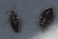 Dictyla humuli