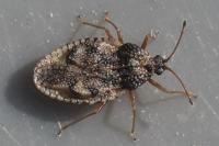 Dictyla humuli