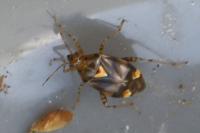 Liocoris tripustulatus