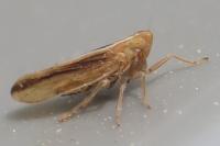 Stenocranus minutus