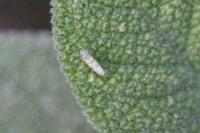 Eupteryx