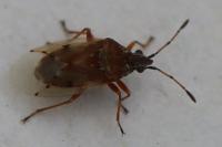 Kleidocerys resedae