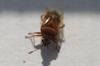 Kleidocerys resedae