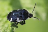 Tritomegas sexmaculatus