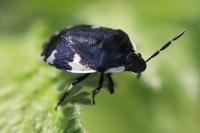Tritomegas sexmaculatus