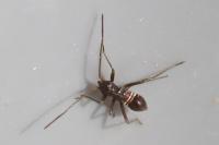 Miris striatus