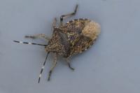 Rhaphigaster nebulosa