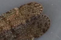 Cixius