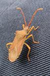 Gonocerus acuteangulatus