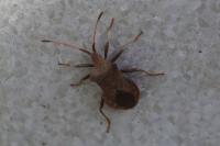 Coreus marginatus