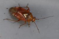 Lygus pratensis