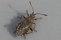Stictopleurus punctatonervosus
