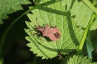 Coreus marginatus