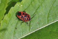 Eurydema ornata