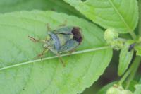 Palomena prasina