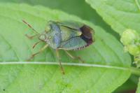 Palomena prasina