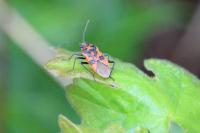 Corizus hyoscyami