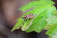 Corizus hyoscyami