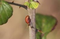 Penthimia nigra