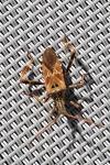 Leptoglossus occidentalis