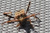 Leptoglossus occidentalis