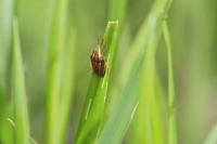 Aelia acuminata