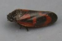 Haematoloma dorsata