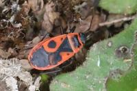 Pyrrhocoris apterus