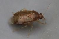 Deraeocoris lutescens