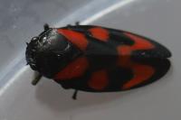 Cercopis vulnerata