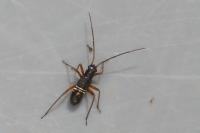 Miris striatus