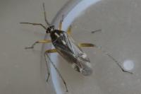 Harpocera thoracica