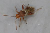 Rhopalus subrufus