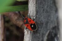 Melanocoryphus albomaculatus