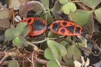Pyrrhocoris apterus