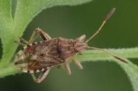 Stictopleurus