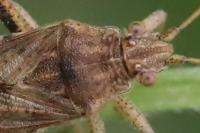 Stictopleurus